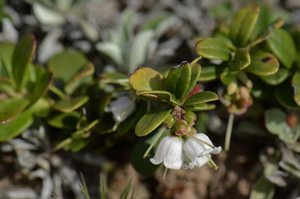 Vaccinium vitis-idaea / Mirtillo rosso
